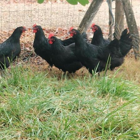Gite "La Grange Aux Oiseaux" Domaine De Fonpeyroune Conne-de-Labarde Exterior photo